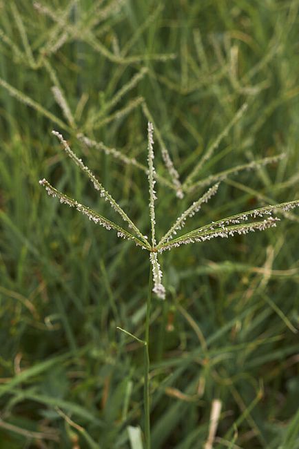 Свинорой пальчатый