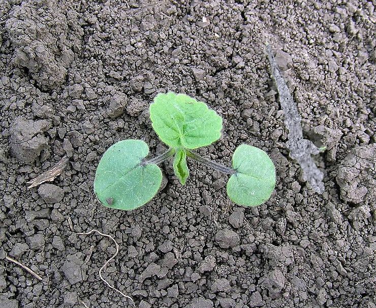 Канатник Теофраста