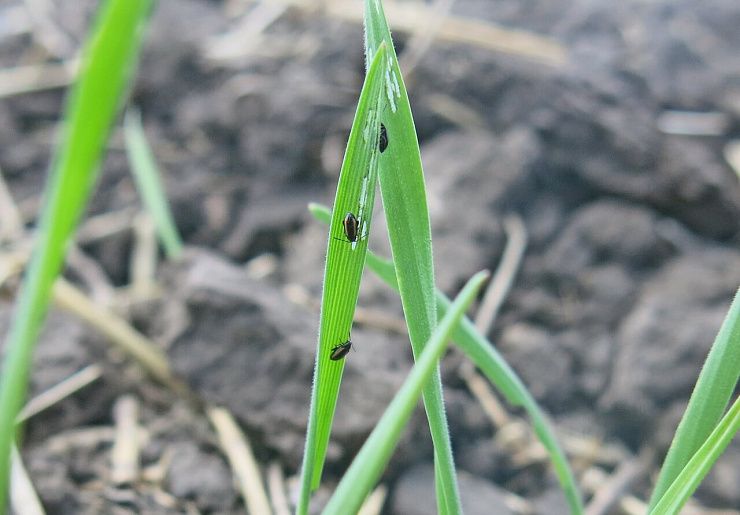 Блошки (полосатая хлебная блошка, большая стеблевая блошка, обыкновенная стеблевая блошка)