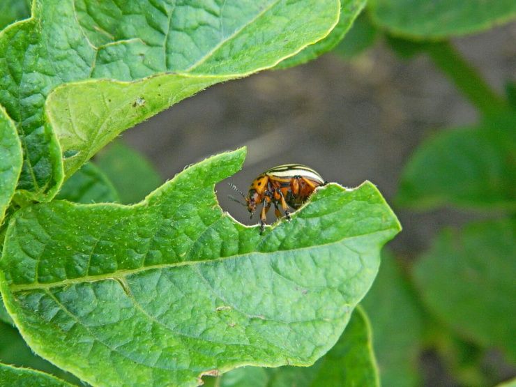 Колорадский жук