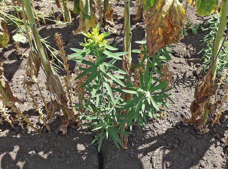 Молочай лозный (вальдштейна)