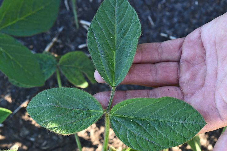 Репейница, или ванесса чертополоховая