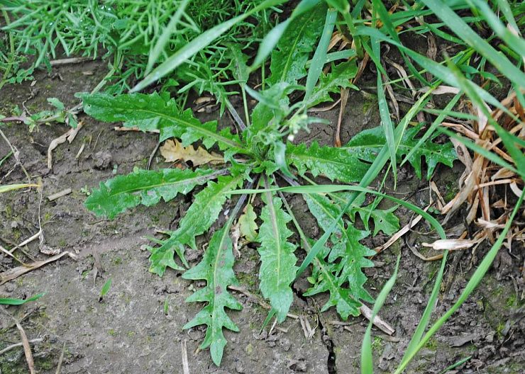 Пастушья сумка обыкновенная