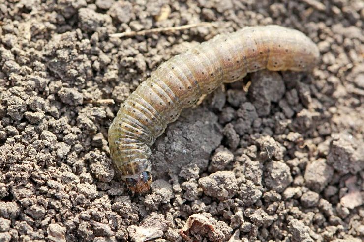 Озимая совка