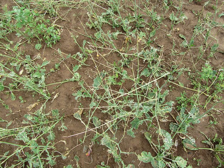 Капустная моль