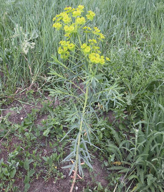 Молочай лозный (вальдштейна)