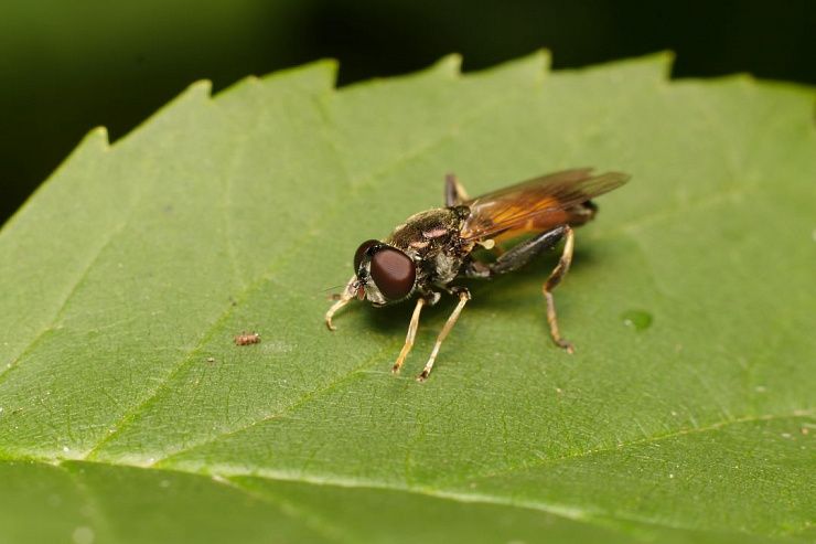 Луковая журчалка