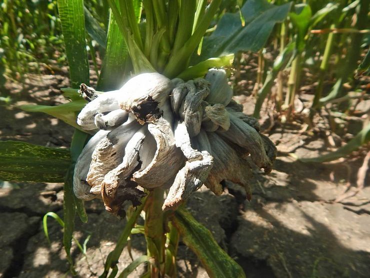 Пузырчатая головня кукурузы