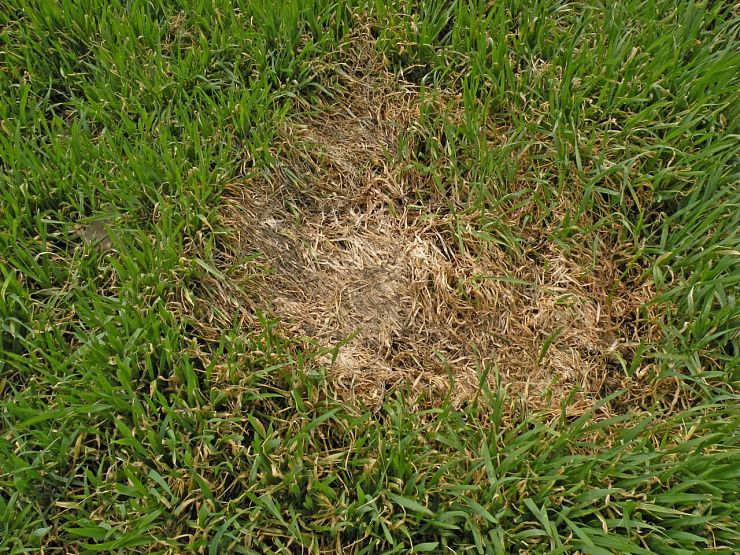 Фузариозная снежная плесень озимых