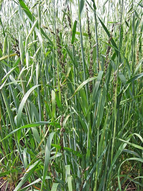 Пыльная головня овса