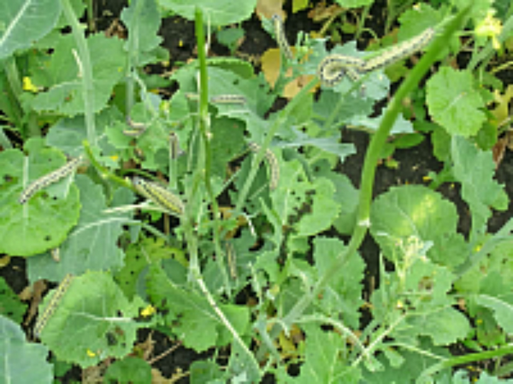 Капустная белянка, капустница