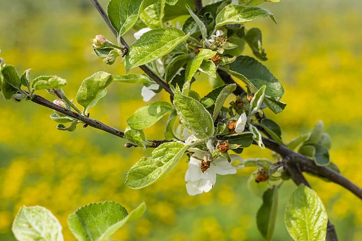 Яблонный цветоед