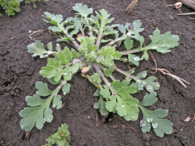 Мак-самосейка