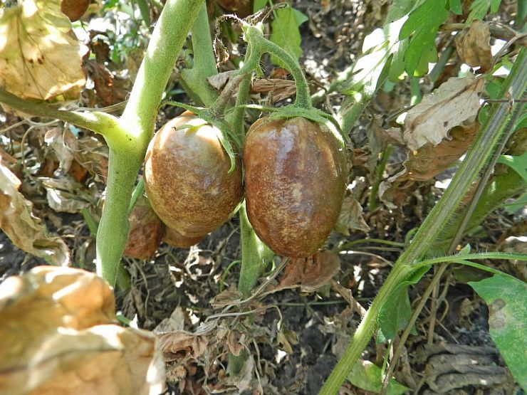 Фитофтороз