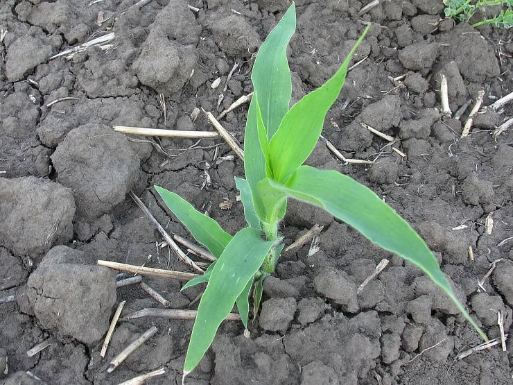 Просо (волосовидное, верхоцветное)