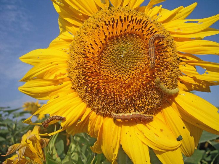 Луговой мотылек