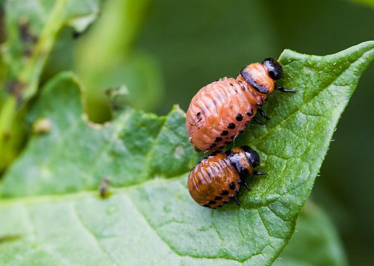 Колорадский жук