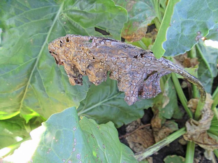 Церкоспороз свеклы