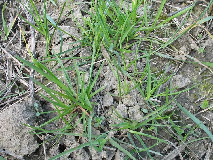 Костер полевой (ржаной)