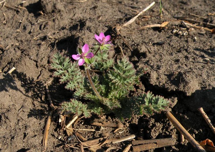 Аистник цикутовый