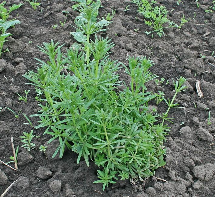 Подмаренник цепкий