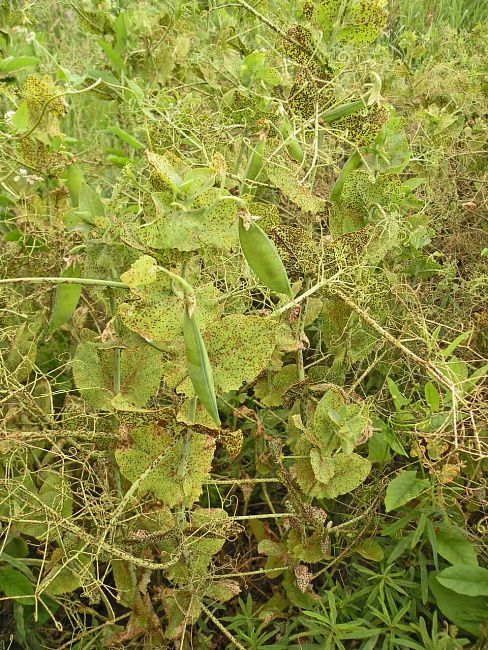 Ржавчина гороха