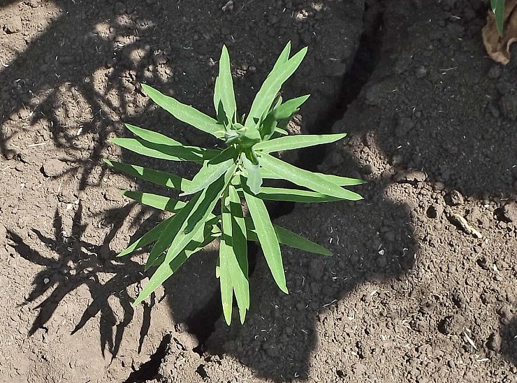 Молочай лозный (вальдштейна)