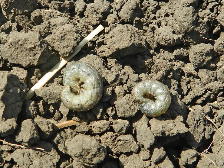 Озимая совка