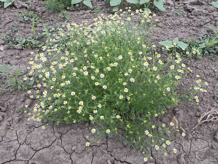 Ромашка непахучая (продырявленная, трехреберник)