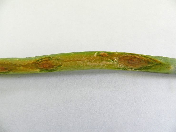 Пероноспороз лука