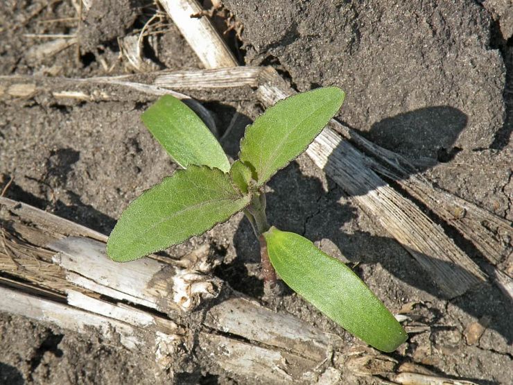 Дурнишник обыкновенный