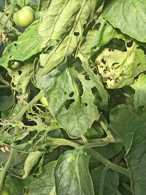 Огородная совка