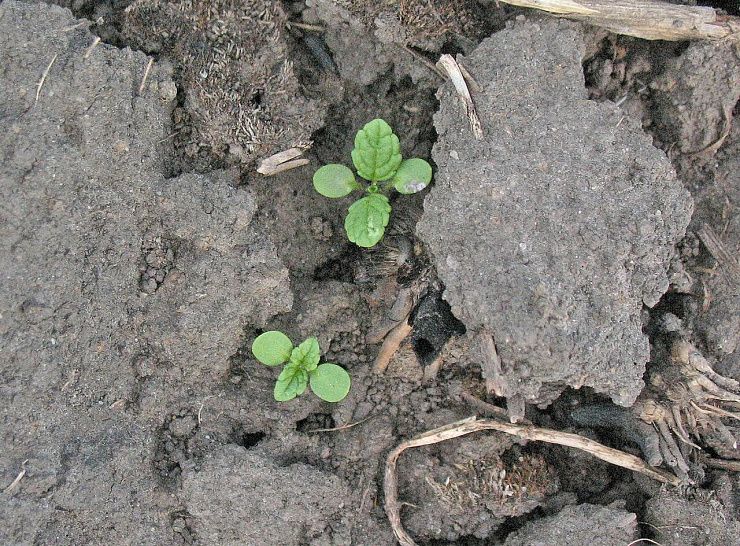 Чистец однолетний