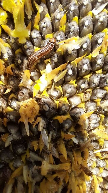 Подсолнечниковая огневка, подсолнечниковая моль