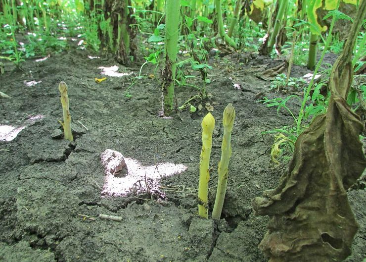 Заразиха кумская, подсолнечная