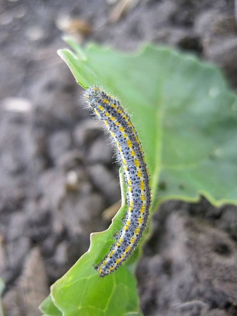 Капустная белянка, капустница