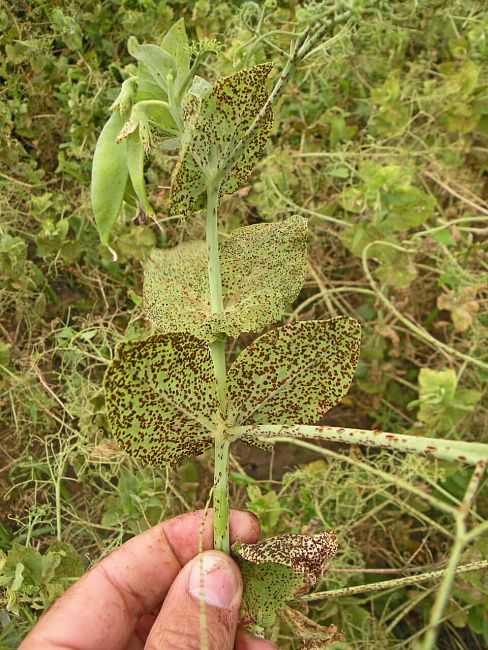 Ржавчина гороха