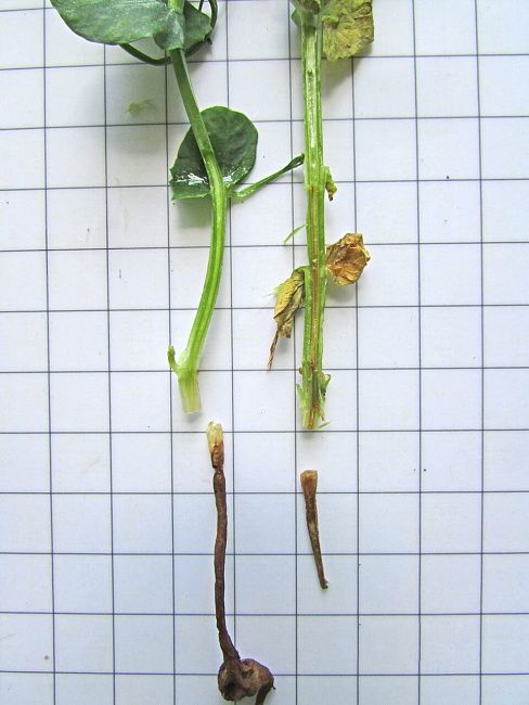 Фузариоз гороха