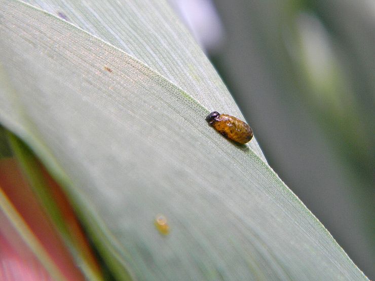 Пьявица обыкновенная