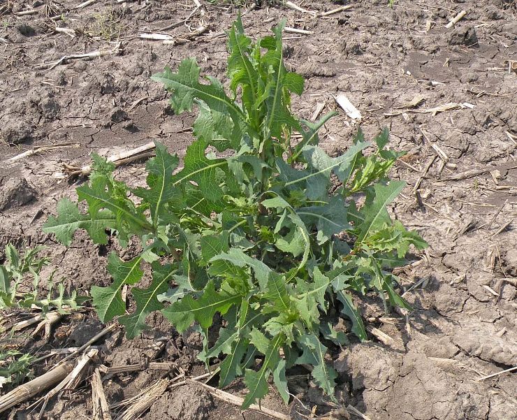 Латук дикий, компасный