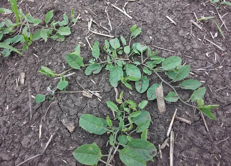 Вьюнок полевой (березка)