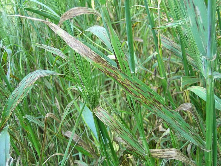 Пятнистости ячменя
