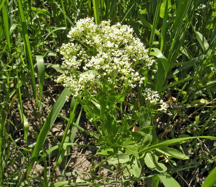 Кардария крупковидная