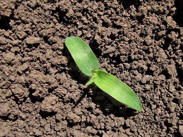 Просо (волосовидное, верхоцветное)