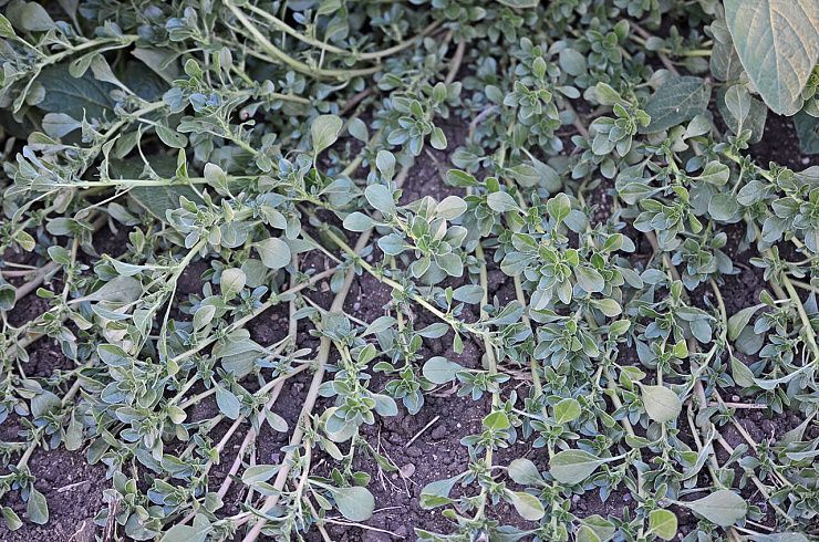 Щирица (синеватая, запрокинутая, жминдовидная)