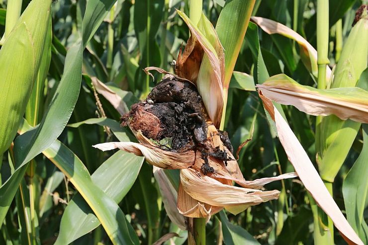 Пузырчатая головня кукурузы