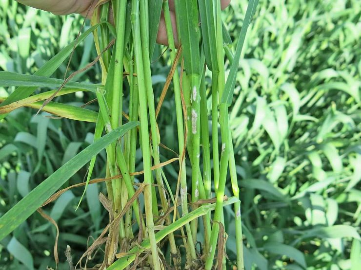 Мучнистая роса зерновых