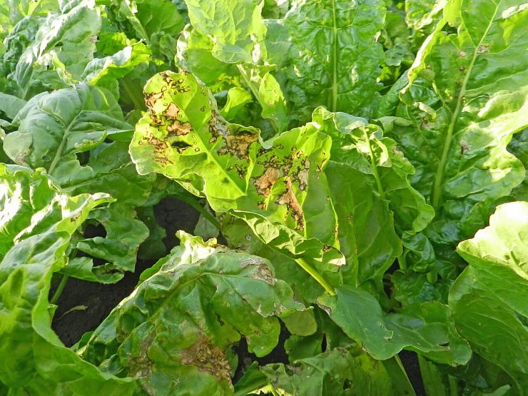 Бактериальная пятнистость