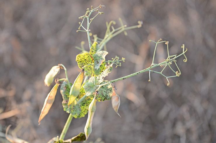 Ржавчина гороха