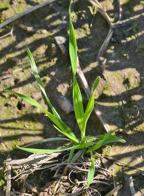 Метлица обыкновенная